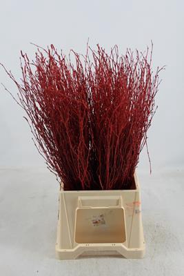 <h4>Berk Kort Rood Zonder Glit</h4>