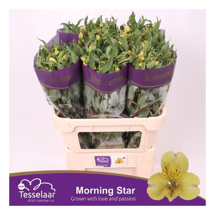 <h4>Alstr Morning Star</h4>