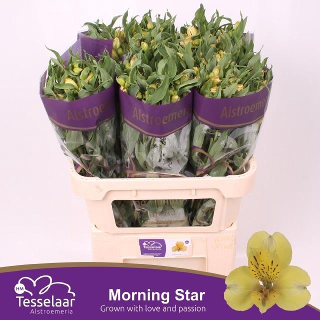 <h4>ALSTR MORNING STAR</h4>