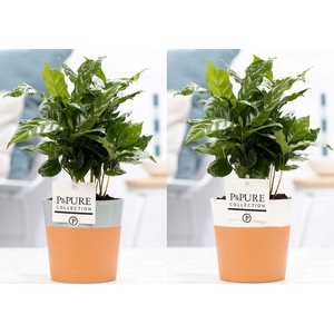 Coffea Arabica in P&PURE Pure Terra Cotta 4 ass.2