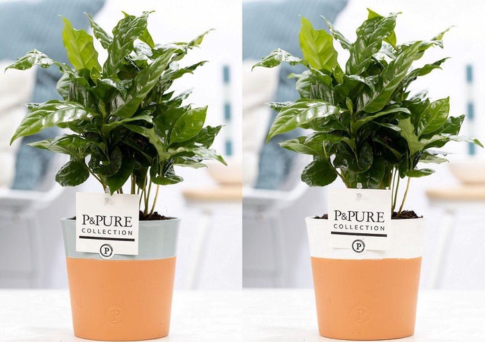 <h4>Coffea Arabica in P&PURE Pure Terra Cotta 4 ass.2</h4>