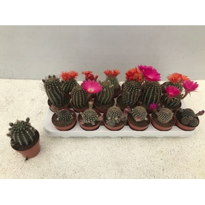 CACTUS GEM 3 SRT