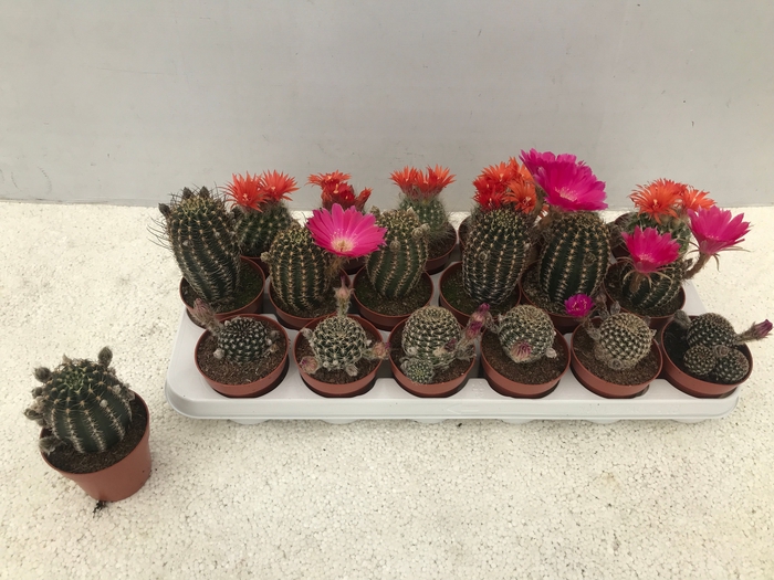 <h4>CACTUS GEM 3 SRT</h4>
