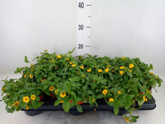 <h4>Sanvitalia proc.</h4>