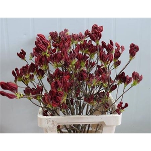 Rhododendron Red