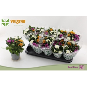 Chrysanthemum Da Vinci gemengd in pot