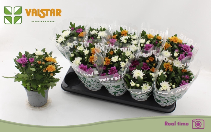 <h4>Chrysanthemum Da Vinci gemengd in pot</h4>