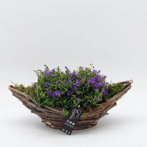 CACR-2416 Campanula creatie