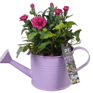 PTPP6912 Arrangement Patio in metalen gieter