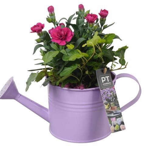 <h4>PTPP6912 Arrangement Patio in metalen gieter</h4>