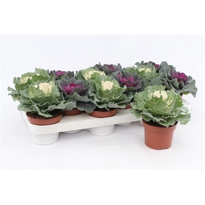 Brassica Glad
