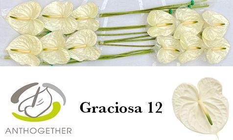 <h4>Anth. andr. 'Graciosa' x12</h4>