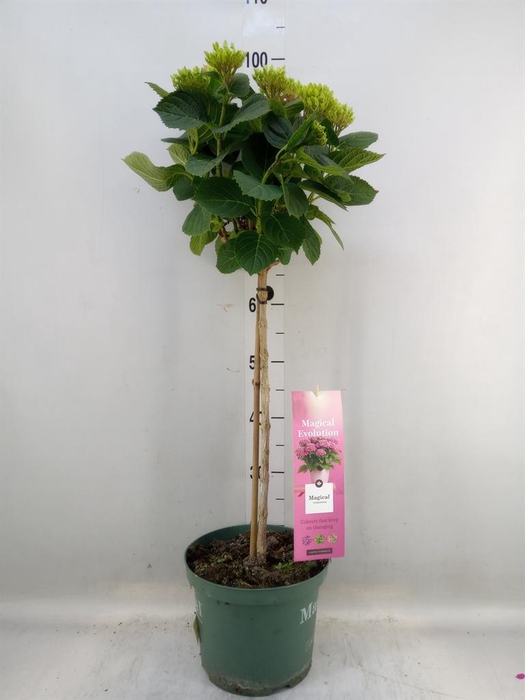 <h4>Hydrangea mac. 'Magical Revolution'</h4>