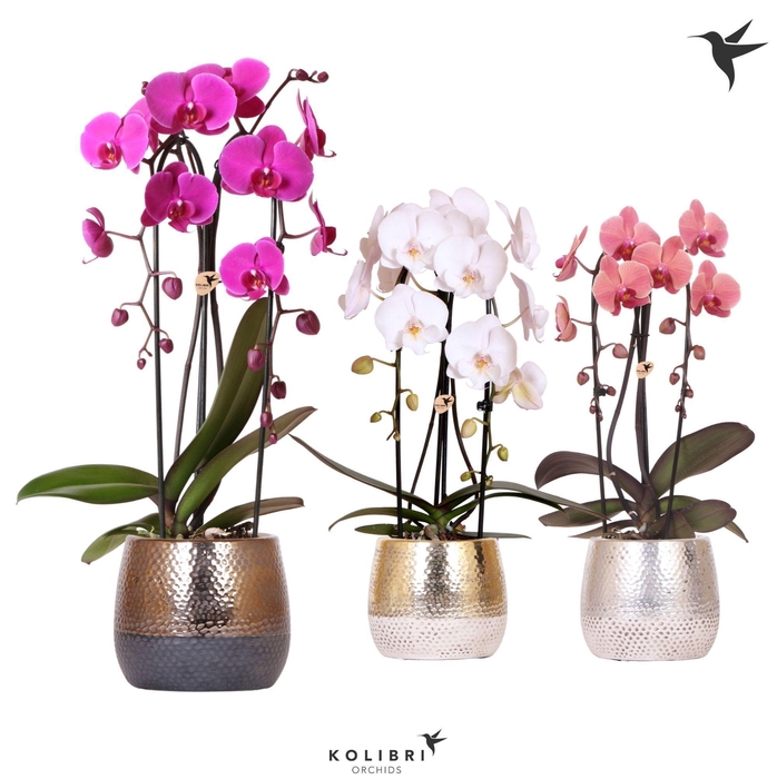 <h4>Kolibri Orchids Cascade Niagara Fall mix 2 spike in Elite pot mix</h4>