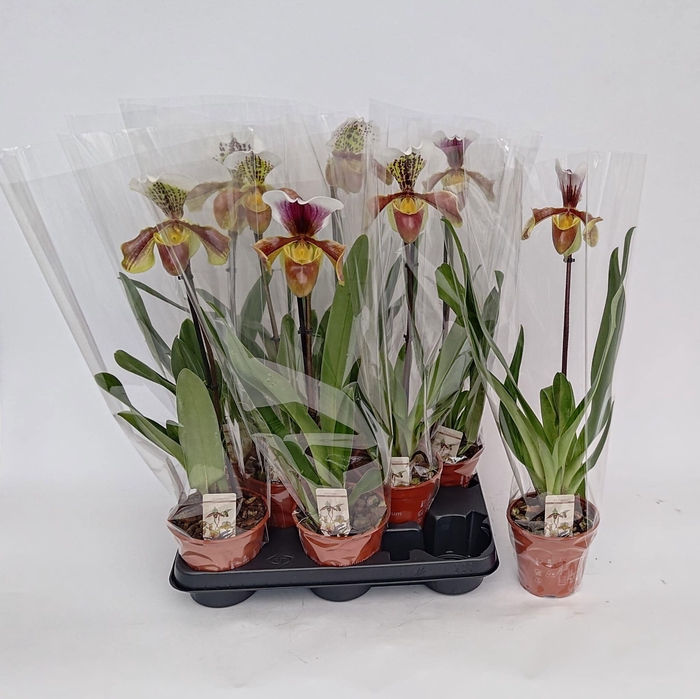 <h4>PAPH AMERIKA HYB GEM</h4>