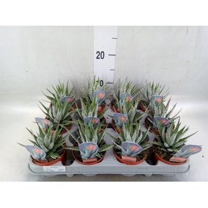 Haworthia fasciata 'Alba'