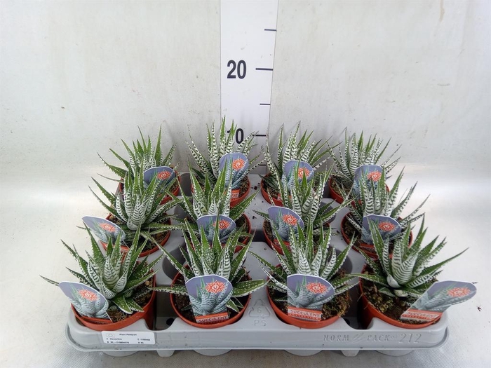 <h4>Haworthia fasciata 'Alba'</h4>