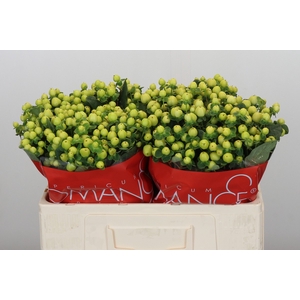 Hypericum Smiley Romance