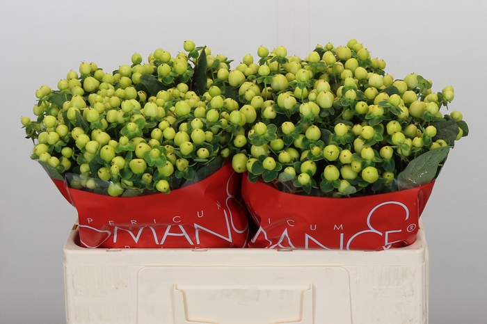 <h4>Hypericum Smiley Romance</h4>