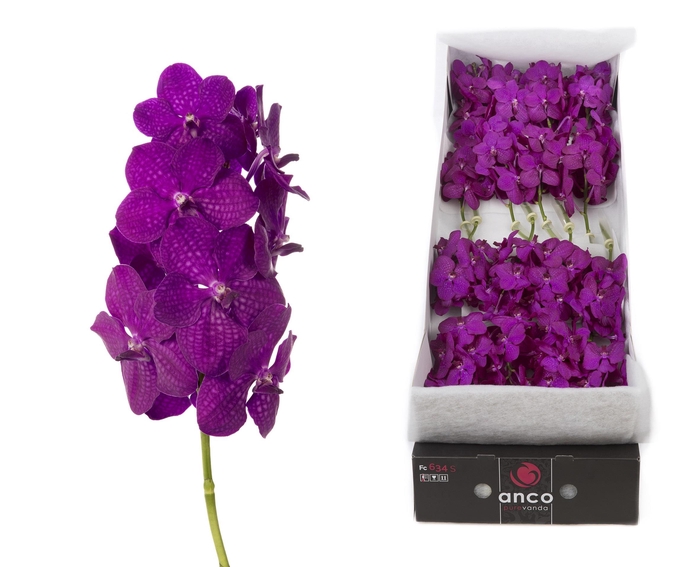 <h4>Vanda 16 tak Rasberry Cerise</h4>