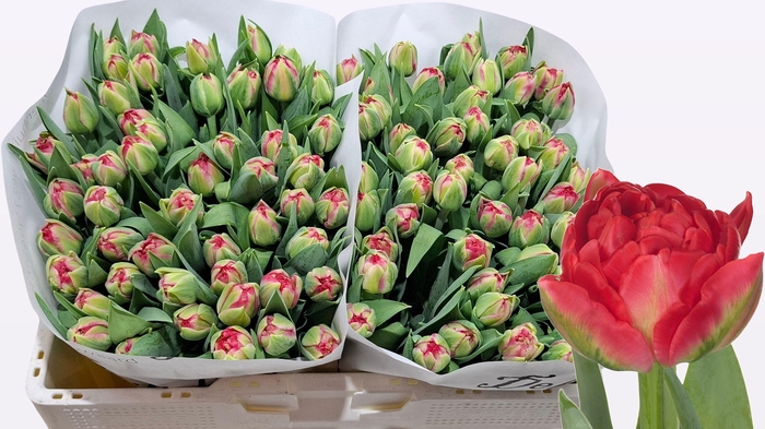 <h4>TU DU PAMPLONA</h4>