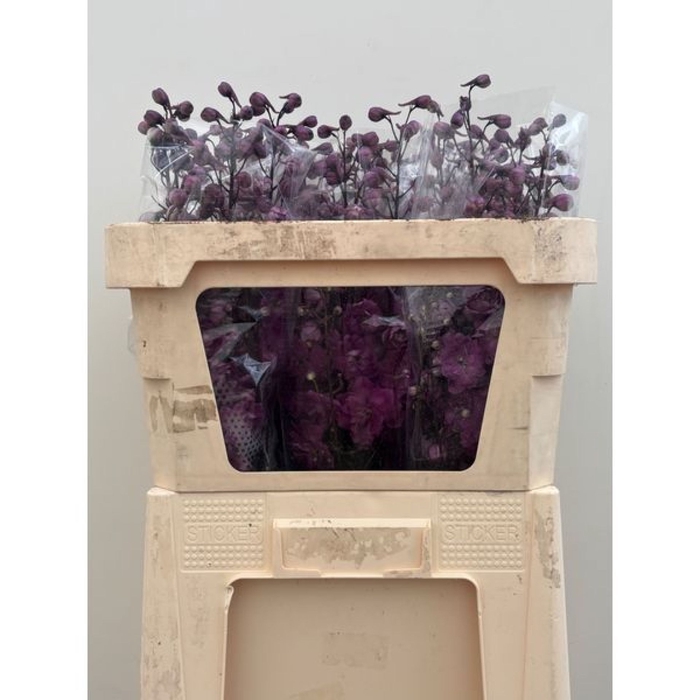 <h4>Delphinium Magenta Mojo</h4>