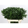 Ruscus Hypophyllum