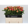 Paeonia Coral Sunset