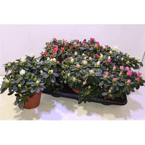 Rhodo Si V Gem 5 Srt