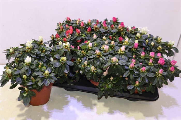 <h4>Rhodo Si V Gem 5 Srt</h4>