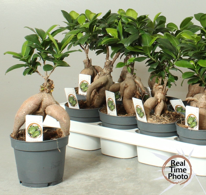 <h4>FIC MI GINSENG</h4>