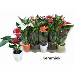 ARR ANTHURIUM