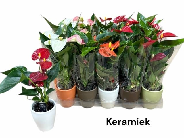 <h4>ARR ANTHURIUM</h4>