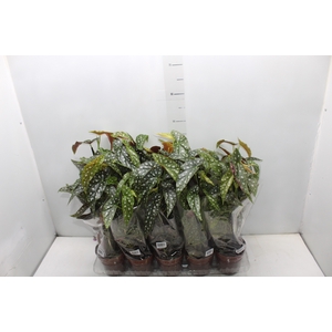 BEGONIA MACULATA P12 PO
