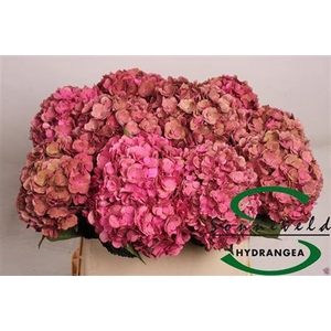 Hydr M Royal Anastasia Cl