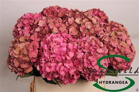 <h4>Hydr M Royal Anastasia Cl</h4>