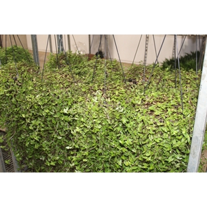 CALLISIA C21