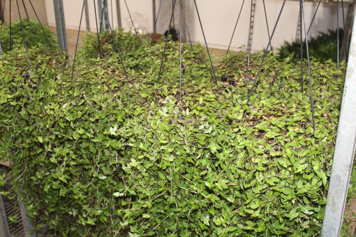 <h4>CALLISIA C21</h4>