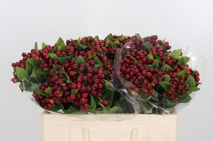 <h4>Hyp Mag Cherry</h4>