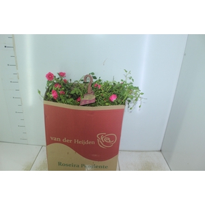 ROSEIRA VARIADO PENDENTE P20