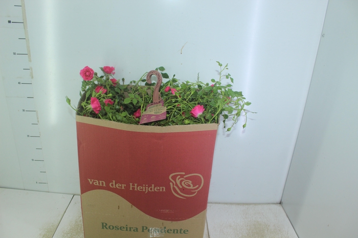 <h4>ROSEIRA VARIADO PENDENTE P20</h4>