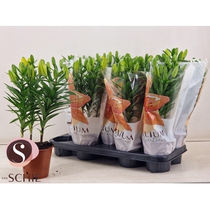 LIL AS GOLDEN MATRIX