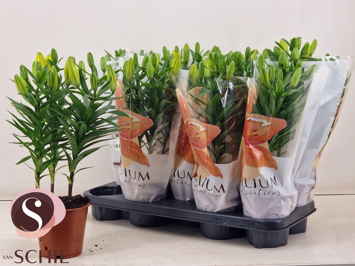 <h4>LIL AS GOLDEN MATRIX</h4>