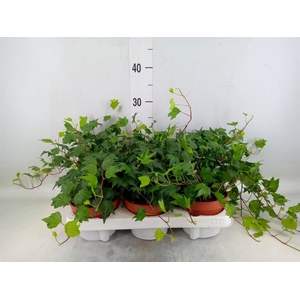 Hedera helix 'Green Ripple'