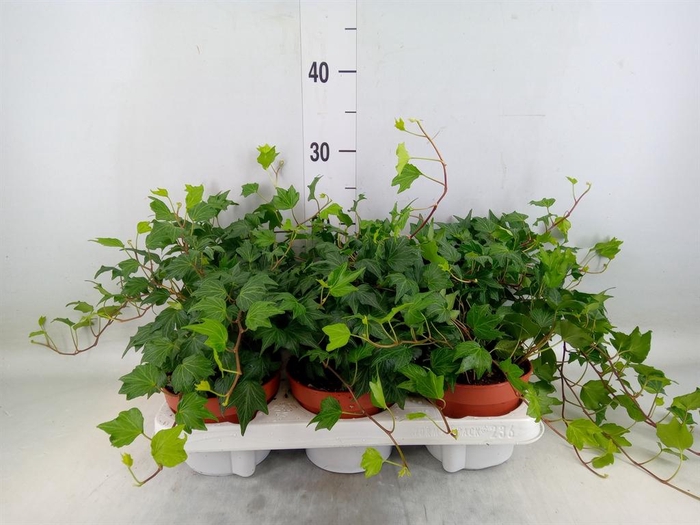 <h4>Hedera helix 'Green Ripple'</h4>