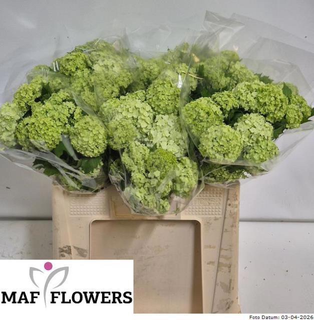 <h4>VIBURNUM ROSEUM ST</h4>