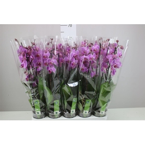 Phal Pittsburgh 4 Tak