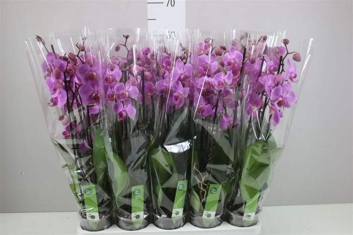 <h4>Phal Pittsburgh 4 Tak</h4>