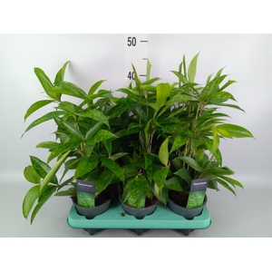 Dracaena surculosa