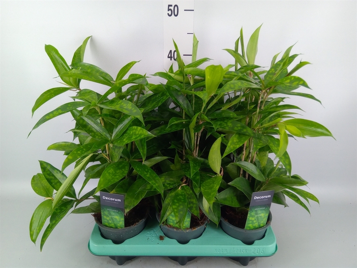 <h4>Dracaena surculosa</h4>